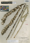 Vriesea pectinata L. B. Sm., Guatemala, P. C. Standley 69055, Holotype, F