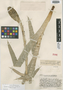 Vriesea pycnantha L. B. Sm., Guatemala, J. A. Steyermark 33902, Holotype, F