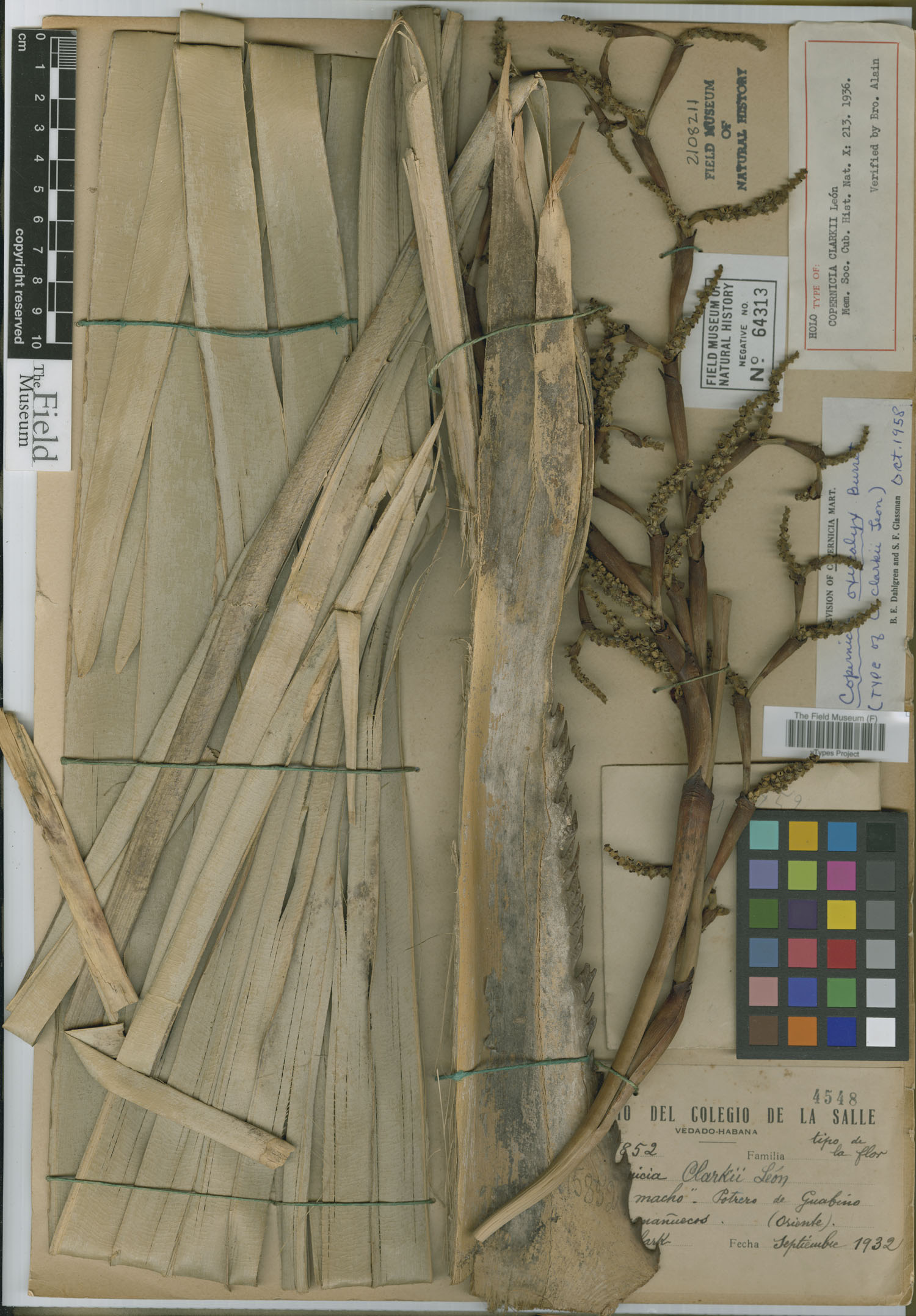 Copernicia oxycalyx image