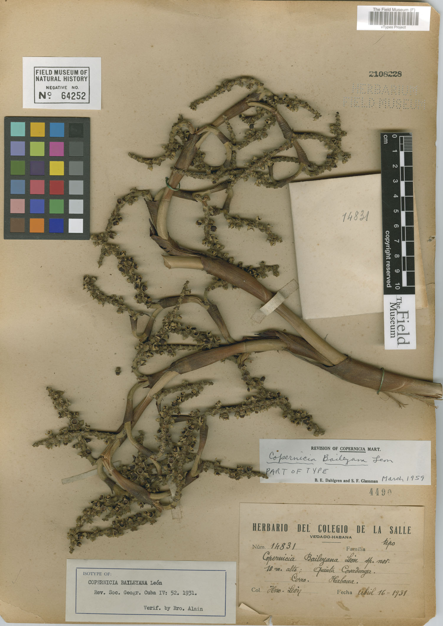 Copernicia baileyana image