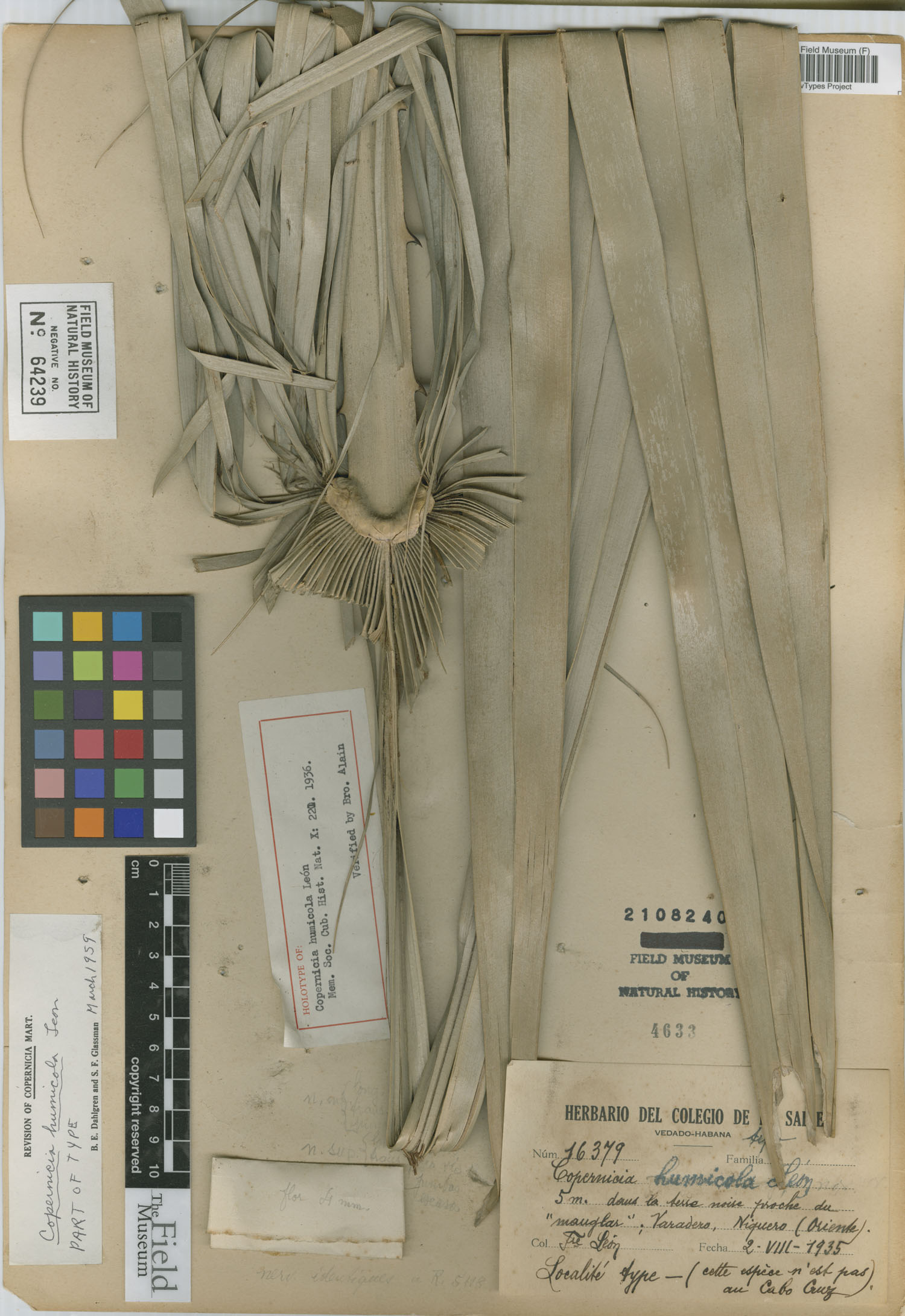 Copernicia humicola image