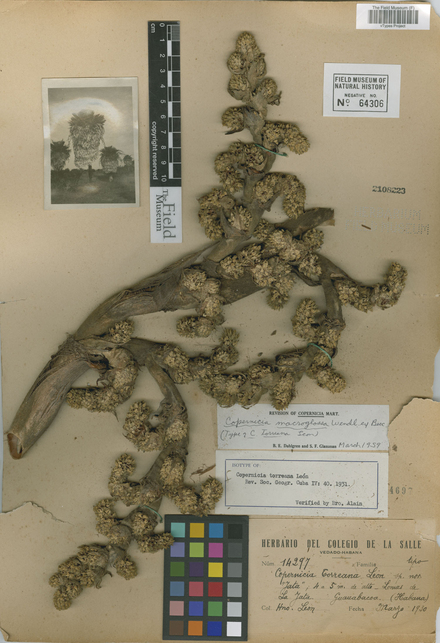 Copernicia macroglossa image