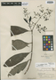Psychotria pichisensis Standl., PERU, E. P. Killip 25993, Holotype, F