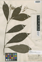 Rondeletia loretensis Standl., PERU, G. Klug 2151, Holotype, F