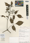 Cissus peruviana Lombardi, PERU, A. H. Gentry 44935, Holotype, F