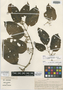 Cissus pseudoverticillata Lombardi, PERU, S. F. Smith 770, Isotype, F