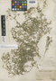 Fagonia chilensis var. pubecarpa J. F. Macbr., PERU, A. Weberbauer 7431, Holotype, F