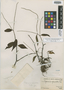 Peperomia spiculata Trel. in J. F. Macbr., Peru, C. Schunke 352, Holotype, F