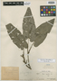 Piper sagittifer Trel., Peru, Ll. Williams 1605, Holotype, F