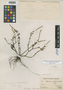 Peperomia arctebaccata Trel., Peru, C. Schunke 471, Holotype, F
