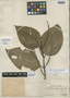 Piper achromatolepis Trel., Peru, Ll. Williams 4244, Holotype, F