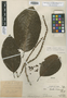 Coccoloba williamsii Standl., PERU, Ll. Williams 4803, Holotype, F