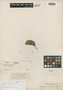 Roupala spicata Baehni, PERU, A. Weberbauer 4192, Isotype, F