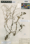 Peperomia longispica Trel., Peru, J. F. Macbride 3928, Holotype, F