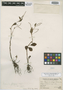 Peperomia pilifera Trel., PERU, J. F. Macbride 3460, Holotype, F