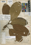 Chrysophyllum klugii Baehni, PERU, G. Klug 3699, Holotype, F