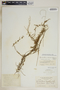 Metastelma linearifolium A. Rich., Bahamas, L. J. K. Brace 3573, F