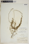 Metastelma linearifolium A. Rich., Bahamas, L. J. K. Brace 3680, F