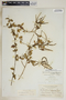 Metastelma northropiae Schltr., Bahamas, N. L. Britton 3010, F
