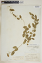 Metastelma northropiae Schltr., Bahamas, N. L. Britton 2705, F
