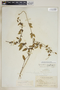 Metastelma northropiae Schltr., Bahamas, N. L. Britton 2581, F
