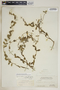 Metastelma northropiae Schltr., Bahamas, P. Wilson 7195, F