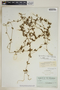Metastelma sigmoideum (Correll) Acev.-Rodr., Bahamas, C. F. Millspaugh 2333, F