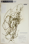 Metastelma sigmoideum (Correll) Acev.-Rodr., Bahamas, D. S. Correll 44179, F