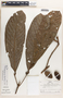 Couepia chrysocalyx (Poepp.) Benth. ex Hook. f., Peru, R. B. Foster 8021, F