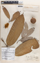 Couepia chrysocalyx (Poepp.) Benth. ex Hook. f., Peru, G. Klug 3971, F