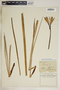 Hemerocallis lilioasphodelus L., Romania, A. C. V. Schott, F