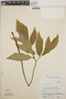 Dracontium soconuscum Matuda, Panama, H. H. Bartlett 16831, F