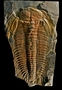 A Middle Cambrian trilobite from the  Manuels River Formation, New Foundland, Canada