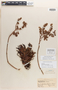 Stylophyllum hassei Rose, U.S.A., H. E. Hasse s.n., Isotype, F