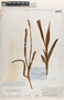 Habenaria thurberi A. Gray, U.S.A., G. Thurber 925, Syntype, F
