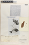 Neurolobium cymosum Baill., Isotype, F