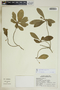 Gymnanthes lucida Sw., Mexico, C. Chan 5453, F