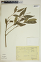 Gymnanthes riparia (Schltdl.) Klotzsch, Mexico, J. H. Beaman 6250, F