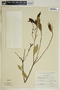 Gymnanthes riparia (Schltdl.) Klotzsch, Mexico, F. Ventura A. 752, F