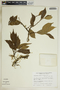 Gymnanthes riparia (Schltdl.) Klotzsch, Mexico, J. Dorantes L. 589, F