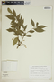 Gymnanthes riparia (Schltdl.) Klotzsch, Mexico, M. G. Zola Baez 525, F