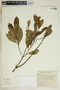 Gymnanthes riparia (Schltdl.) Klotzsch, El Salvador, A. Sermeño 196, F