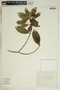 Gymnanthes riparia (Schltdl.) Klotzsch, El Salvador, R. López 21, F
