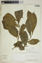 Gymnanthes riparia (Schltdl.) Klotzsch, Nicaragua, P. P. Moreno 23706, F