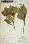 Gymnanthes riparia (Schltdl.) Klotzsch, Nicaragua, L. O. Williams 23851, F