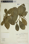 Gymnanthes riparia (Schltdl.) Klotzsch, Costa Rica, J. Gómez-Laurito 10990, F