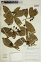 Gymnanthes riparia (Schltdl.) Klotzsch, Costa Rica, W. A. Haber 5685, F