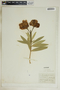 Nerium oleander L., U.S.A., E. F. Shipman, F