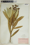 Nerium oleander L., U.S.A., A. B. Burgess 648, F