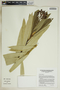 Nerium oleander L., U.S.A., T. S. Ross 2990, F